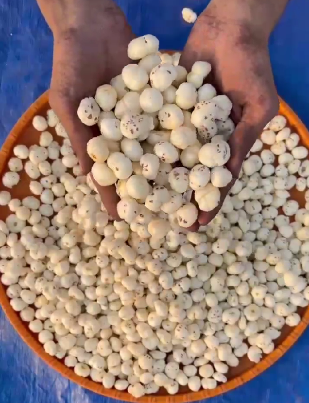 Raw Foxnuts (Makhana) - Freshly Harvested Lotus Seeds for Healthy Snacking